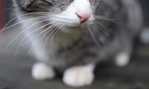 尼罗河神鹰与伊比利亚雄狮,一场跨越时空的绿茵神话