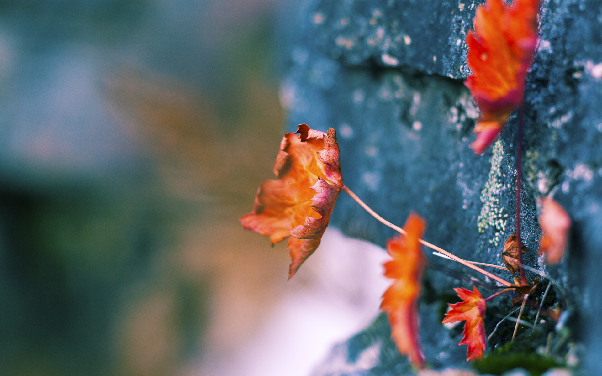 开云体育APP下载-提前16小时终结的悬念，喀麦隆钢铁壁垒前的几内亚之困
