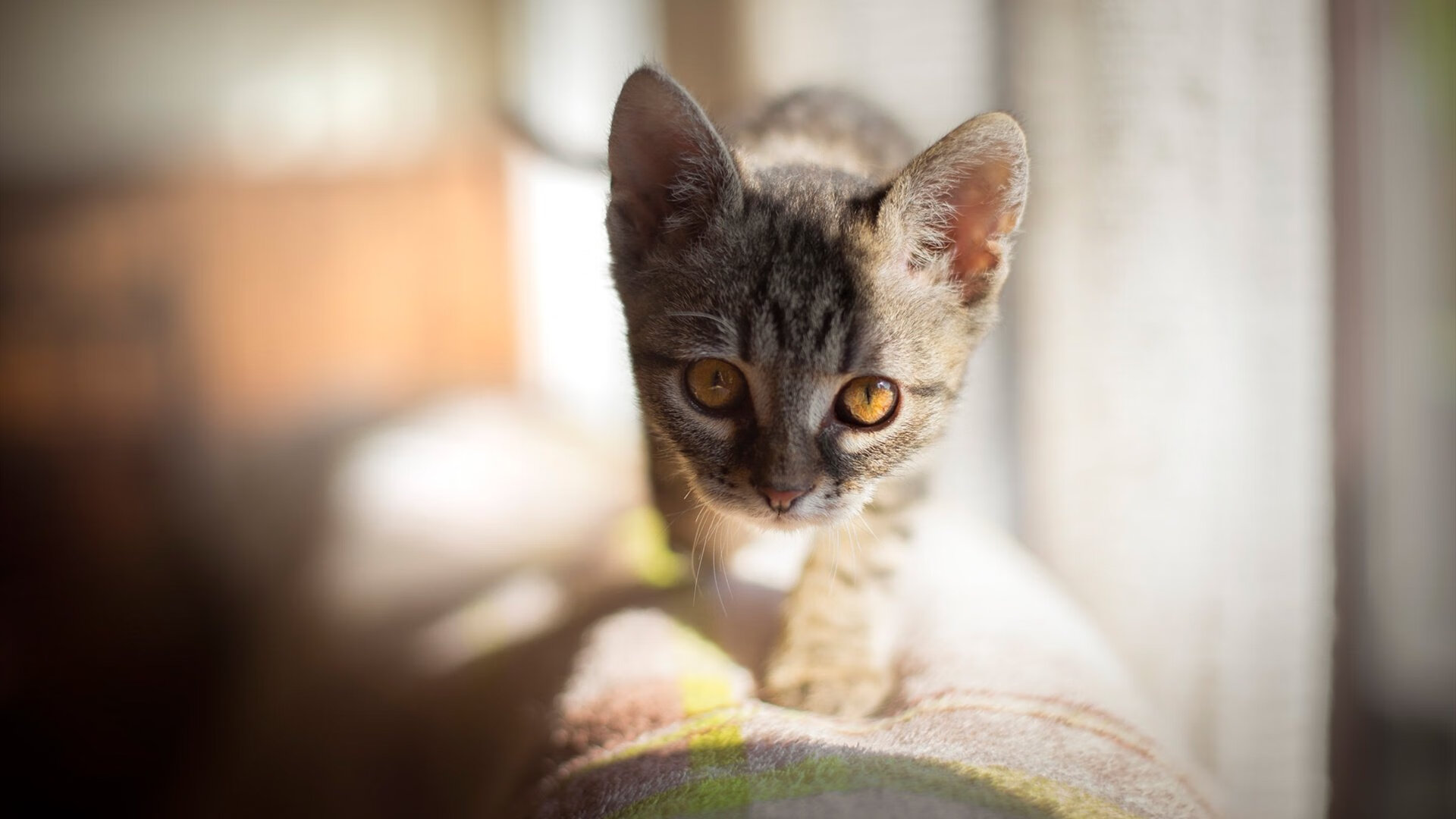 开云体育中国-时间的褶皱，切特2.4秒抢断绝杀，步行者巅峰战擒魔术