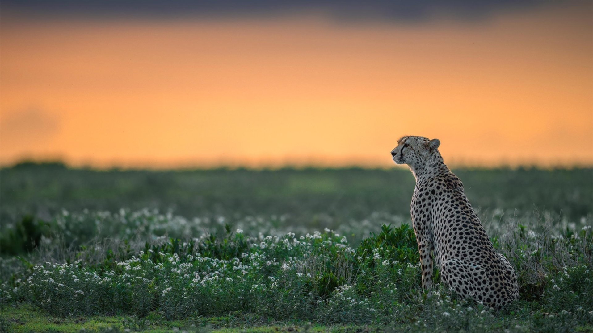 鹰隼撕裂天空,霍勒迪的一击,如何成为马刺王朝的休止符