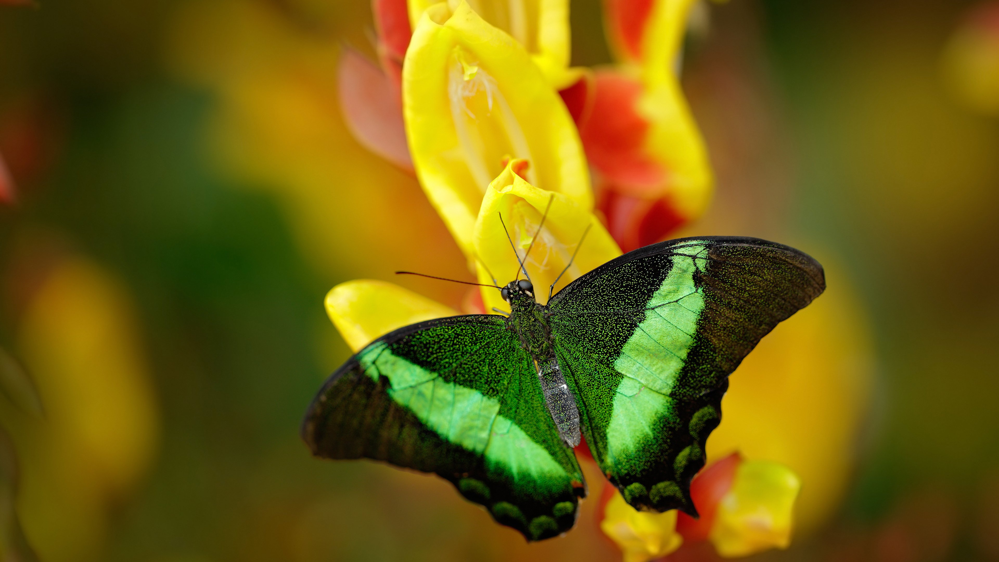谜之救赎，德布劳内现身意甲焦点战，末节接管比赛背后的奇闻