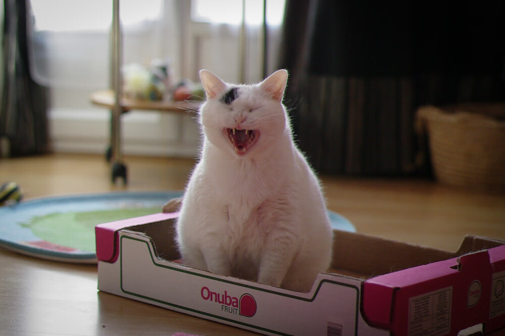 开云体育登录-金色天才的暗面