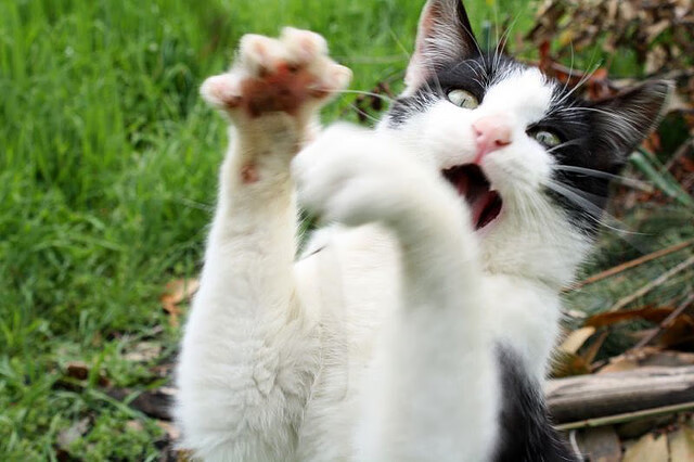 钢铁核心,当亚特兰大的冰与苏格兰的火在绿茵对话