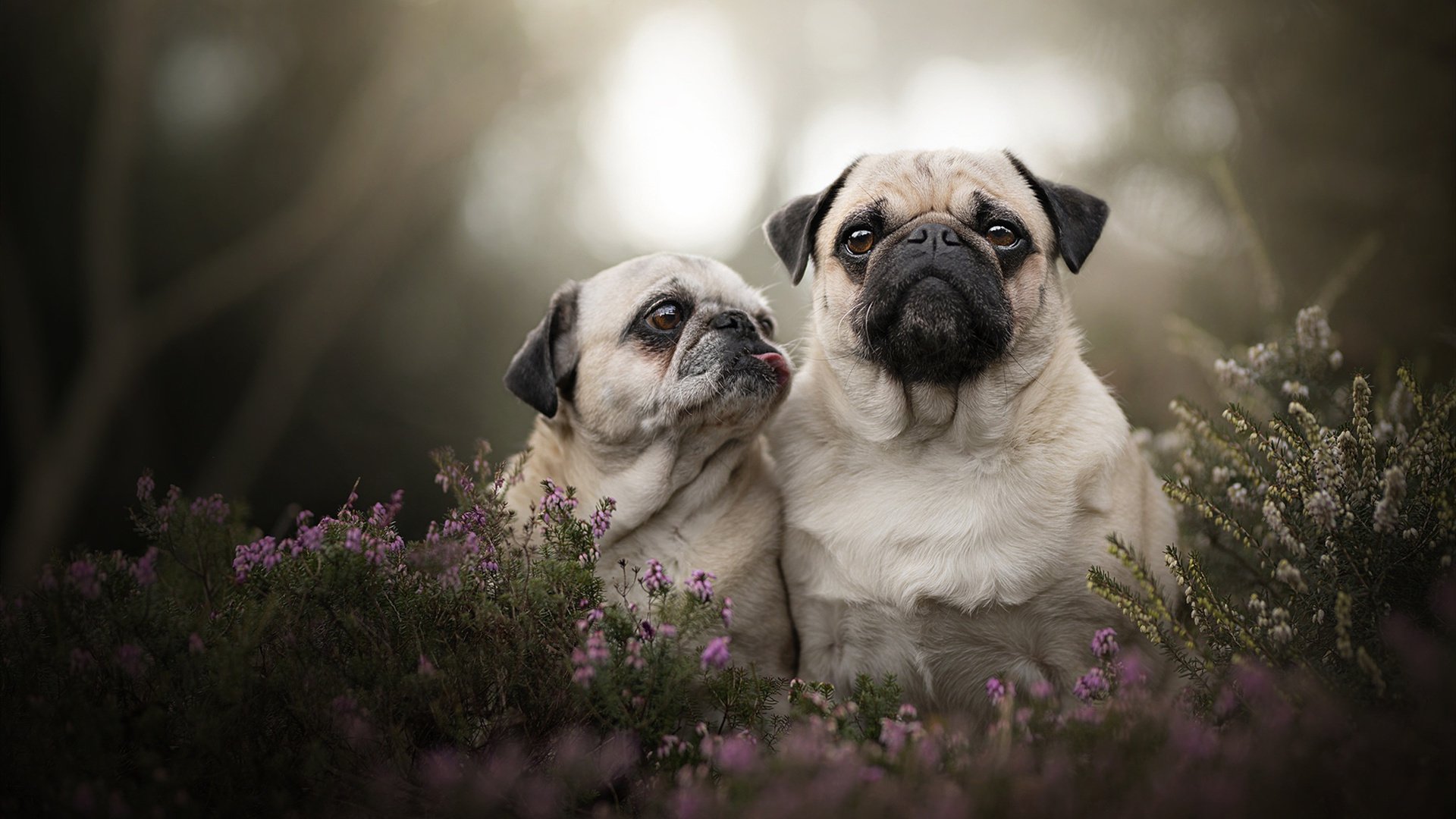 第三节的圣光,巴黎落选赛上中国男篮创造的唯一性逆转