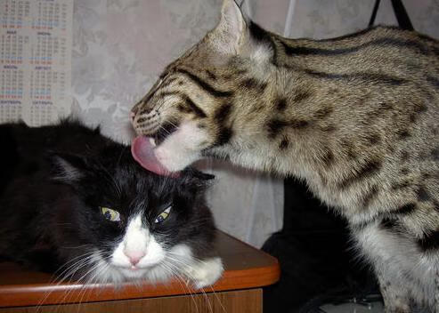 三双定乾坤！西亚卡姆证明巨星价值引领鹈鹕屠牛