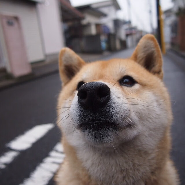 绿茵场上的地缘棋局，当冰岛压制摩洛哥遇上福登的欧冠之光