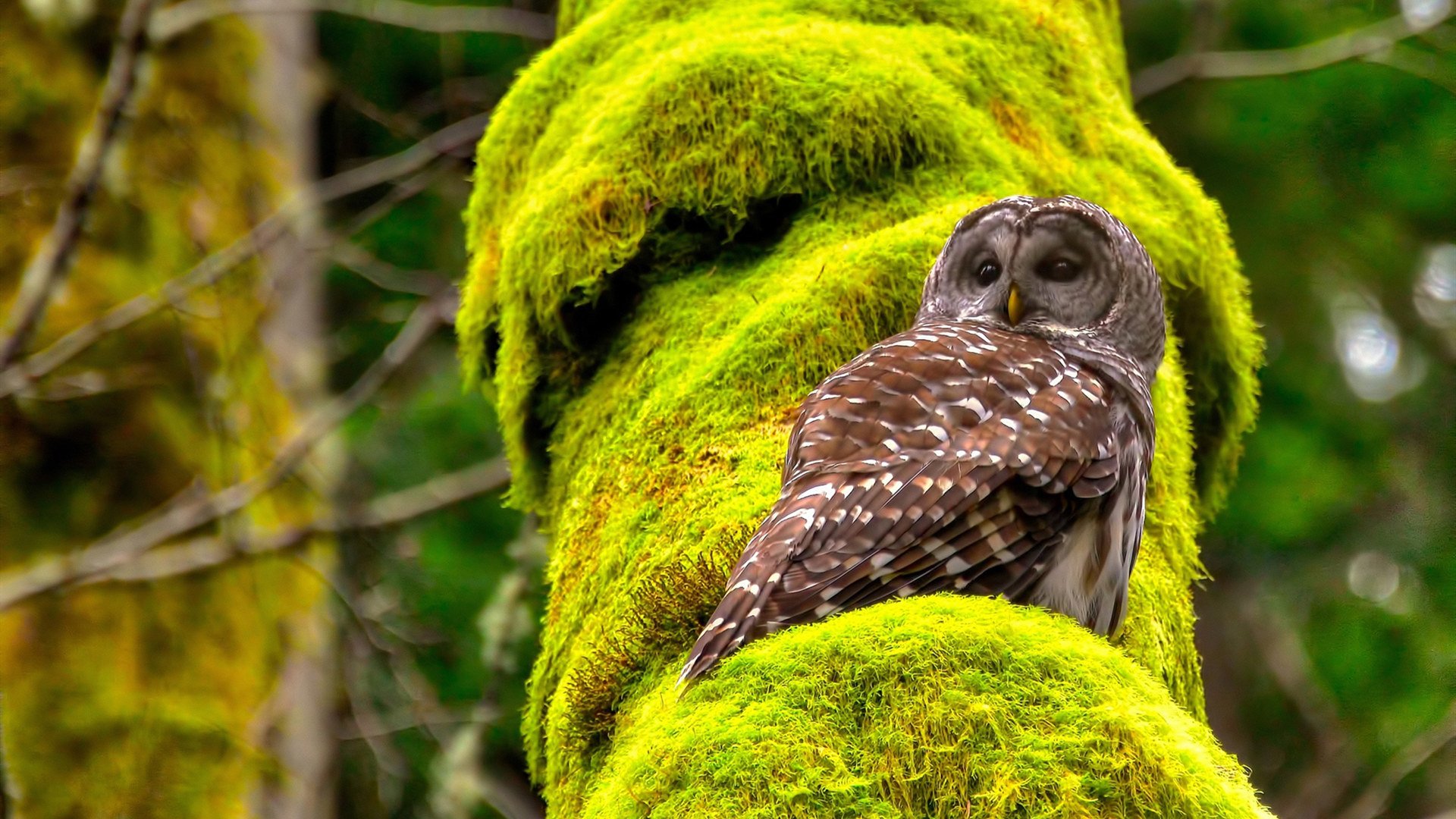 首尔不会忘记，那个韩国男人，用一粒点球让巴黎沉默