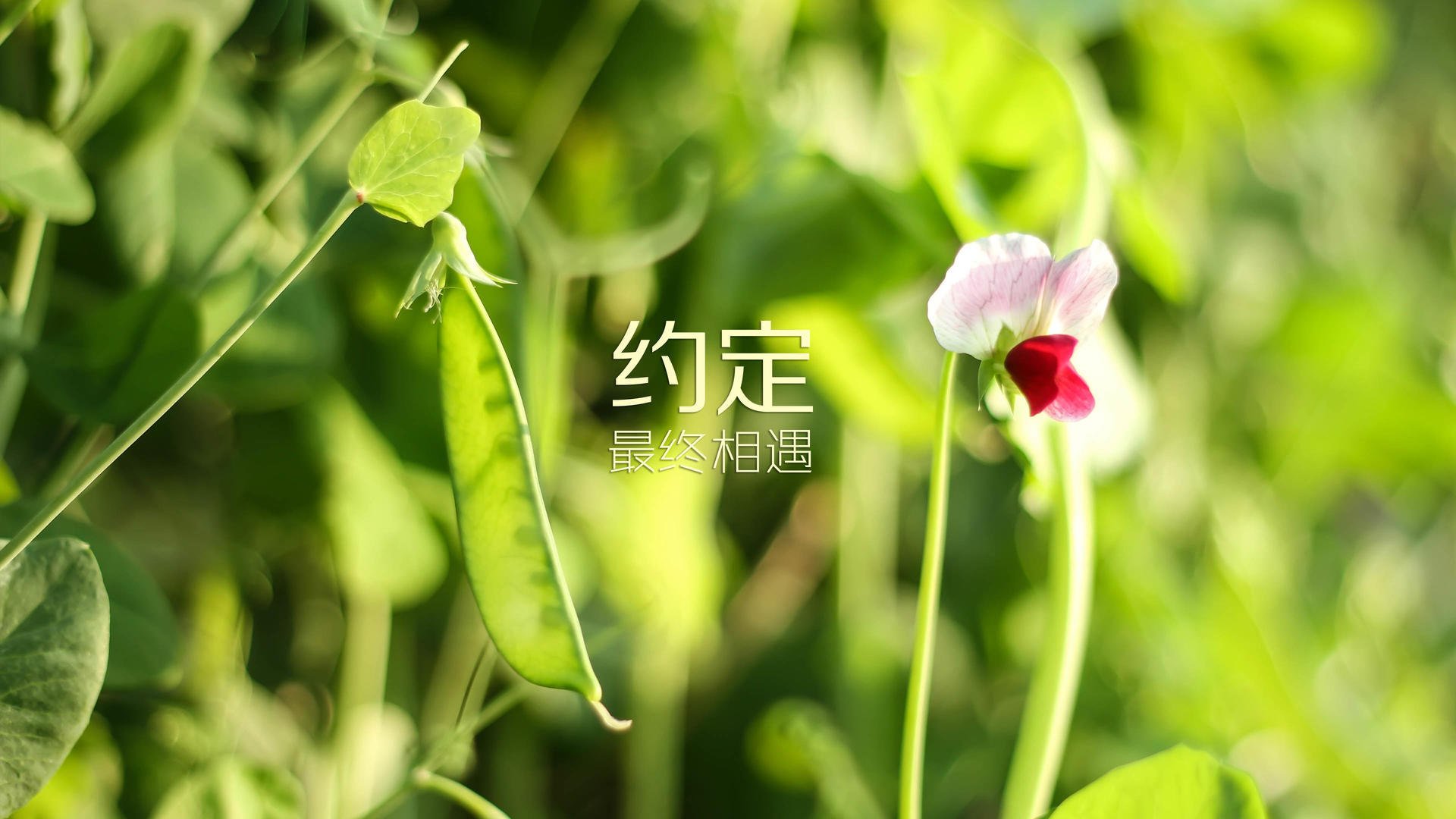 开云体育登录-独行侠铁骑踏碎北境，西亚卡姆孤星闪耀难救主